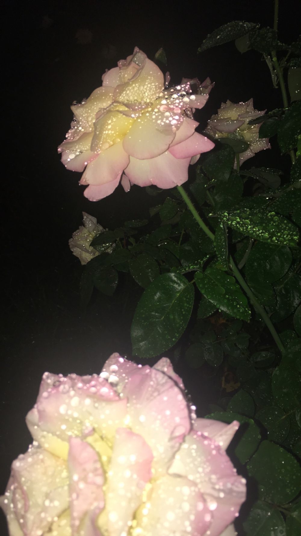 miababyy420 OnlyFans profile picture