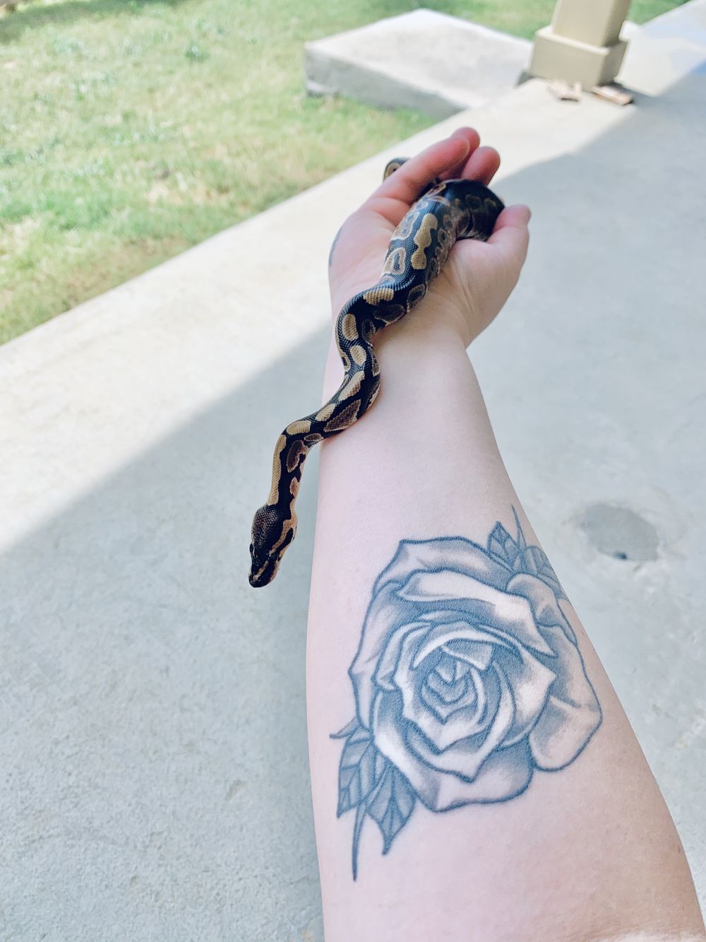 roseb818 OnlyFans profile picture