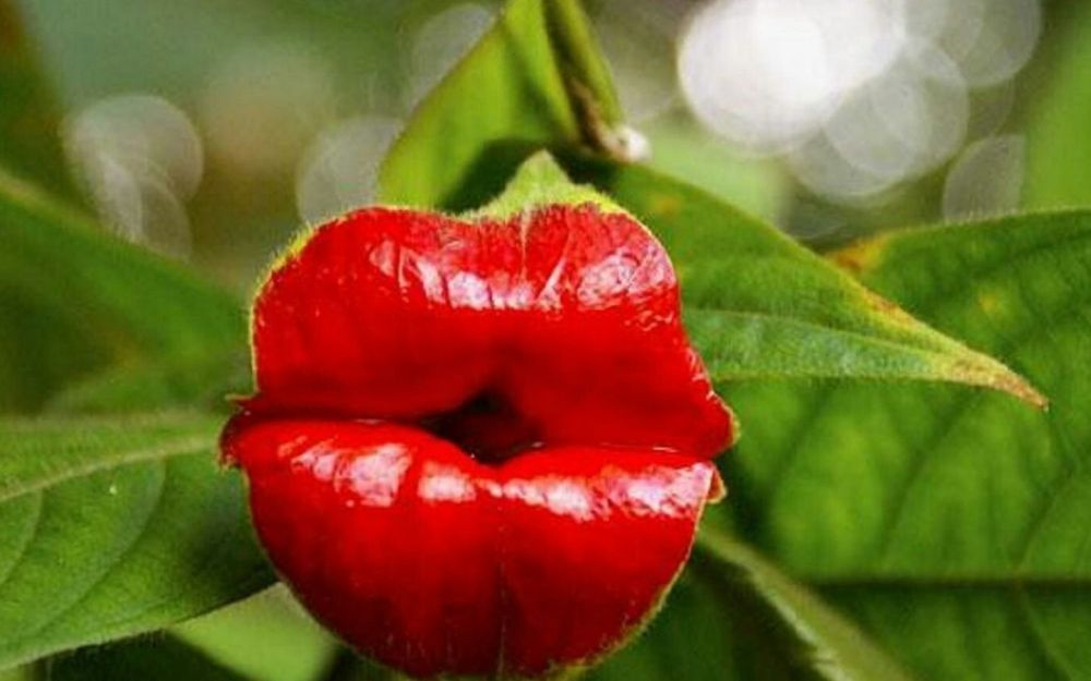 rikiplant OnlyFans profile picture