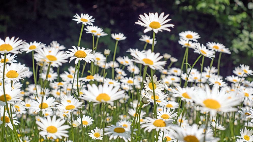 the_daisys_ OnlyFans profile picture