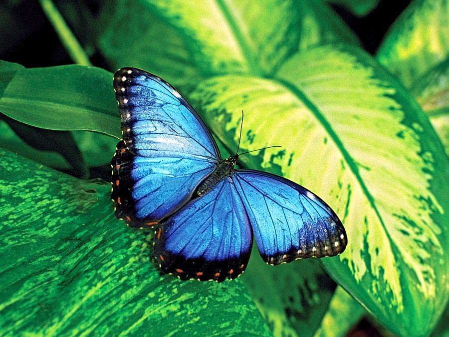 perkybutterfly OnlyFans profile picture