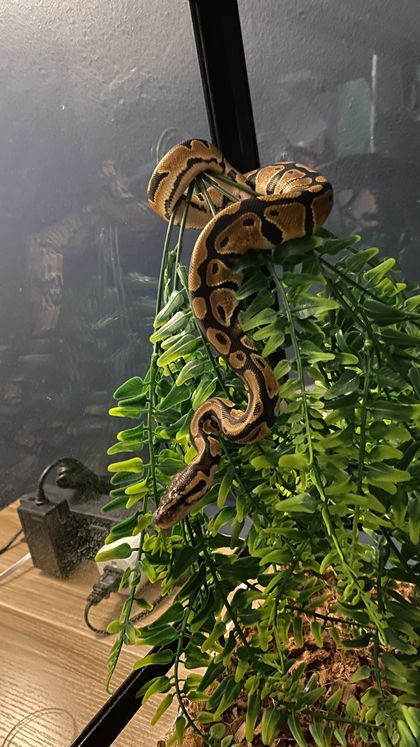 milathesnake OnlyFans picture