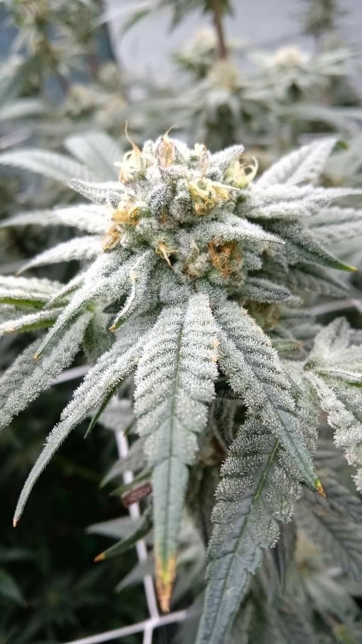 casperkushx OnlyFans profile picture