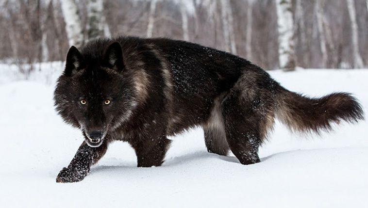 thebigblackwolf OnlyFans profile picture