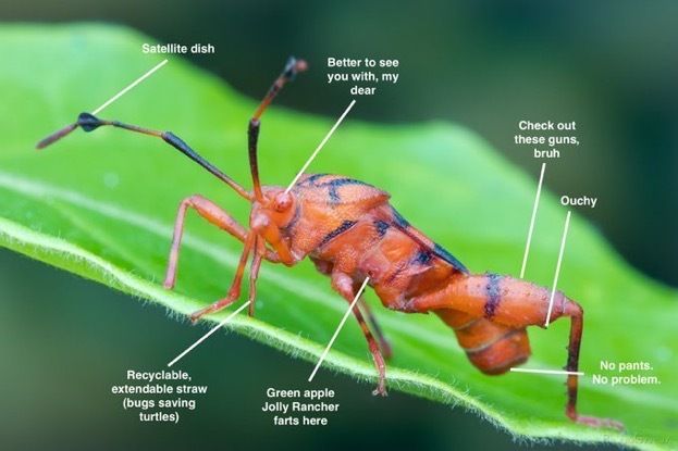 sactownbugnerd OnlyFans profile picture