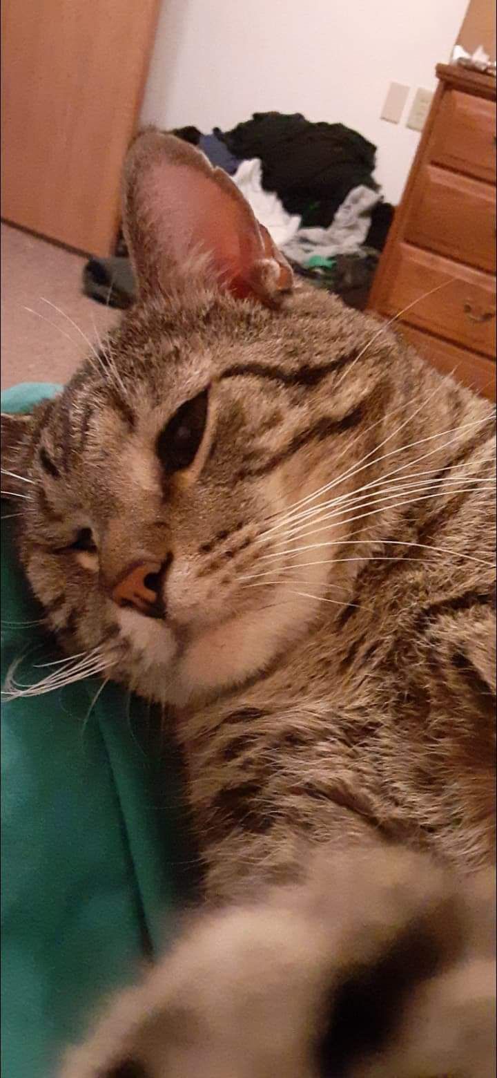 kitcatmeowston OnlyFans profile picture