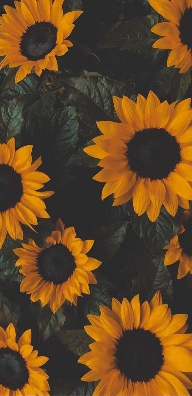 sunflower8389 OnlyFans profile picture