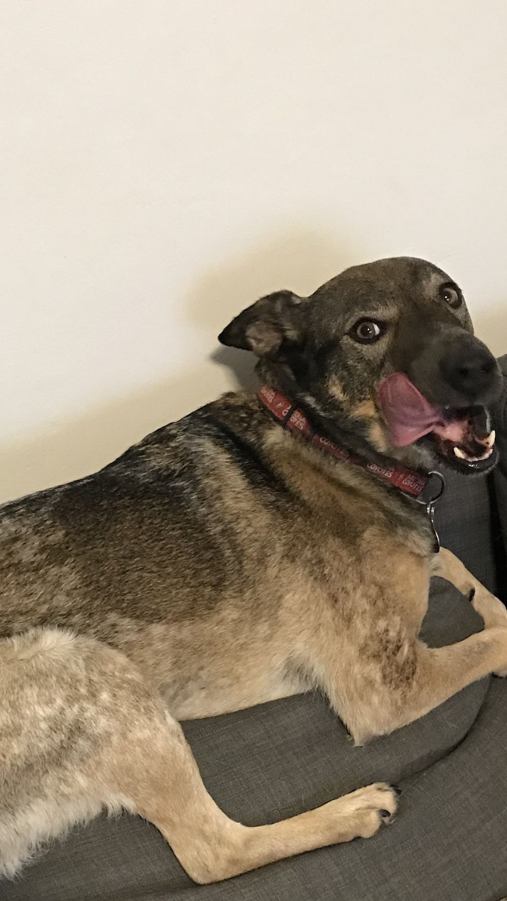 actuallyjustadog OnlyFans profile picture