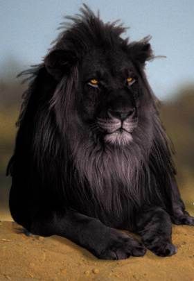 lioness_sub OnlyFans profile picture