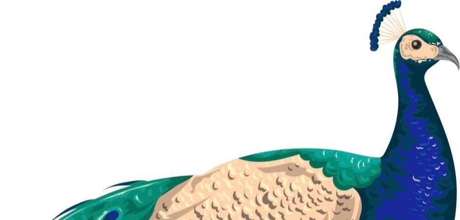 blindpeacock OnlyFans profile picture