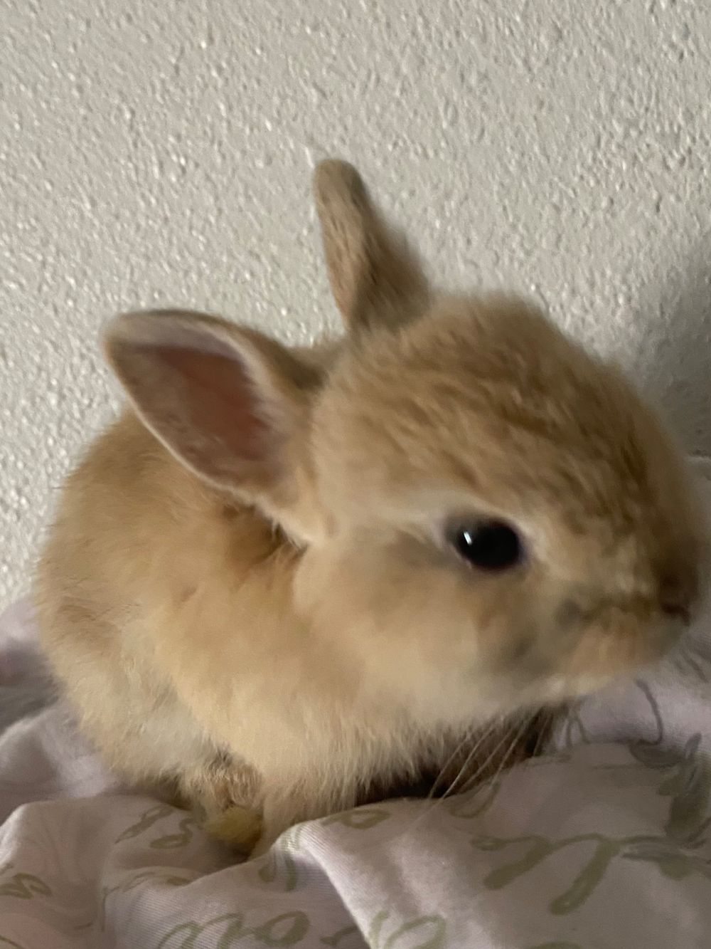 bunni3boi OnlyFans profile picture