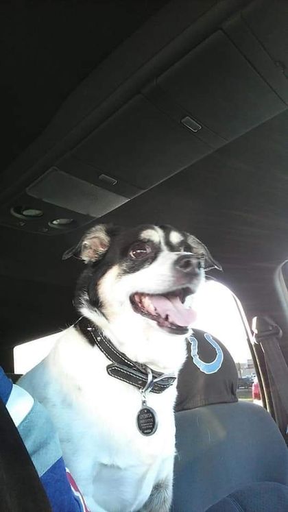 atreyu_the_dog OnlyFans picture