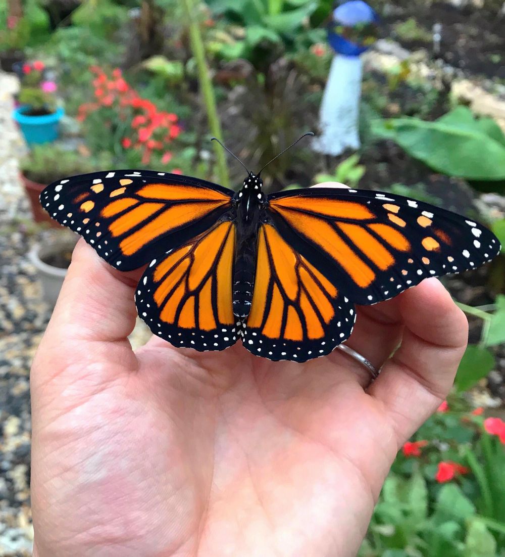 brandonrosex OnlyFans profile picture