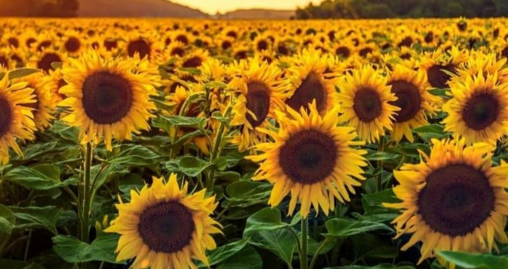 sunflowerfatty92 OnlyFans profile picture