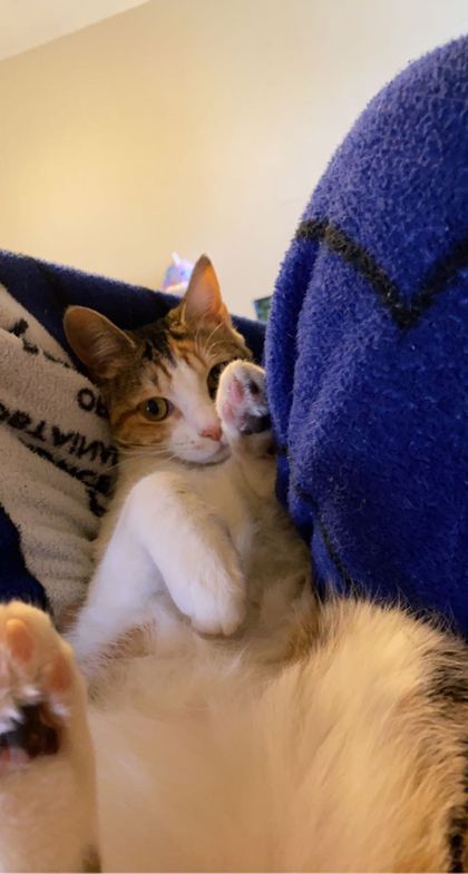 hannahsfurbabies OnlyFans picture