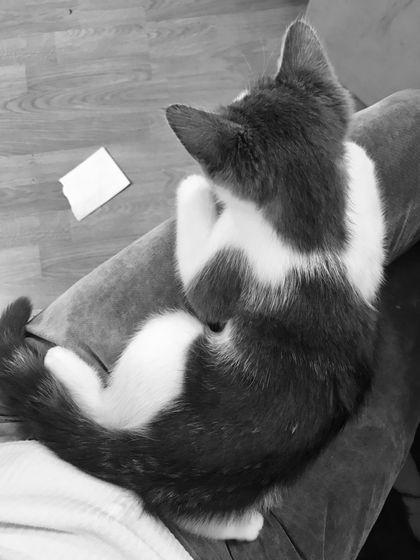 coconut.the.fat.cat OnlyFans picture
