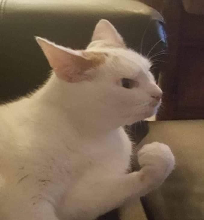 bbgscar OnlyFans profile picture