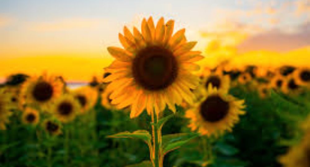 ambersunflower OnlyFans profile picture