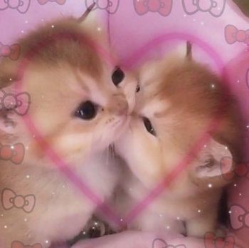 princess *:・゚