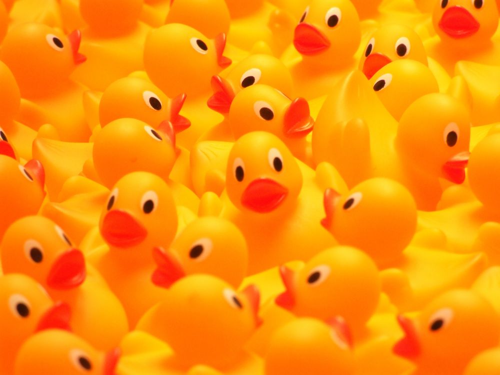ducksforall OnlyFans profile picture