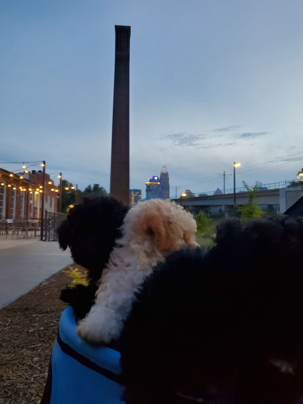 onlypoodlepups OnlyFans profile picture