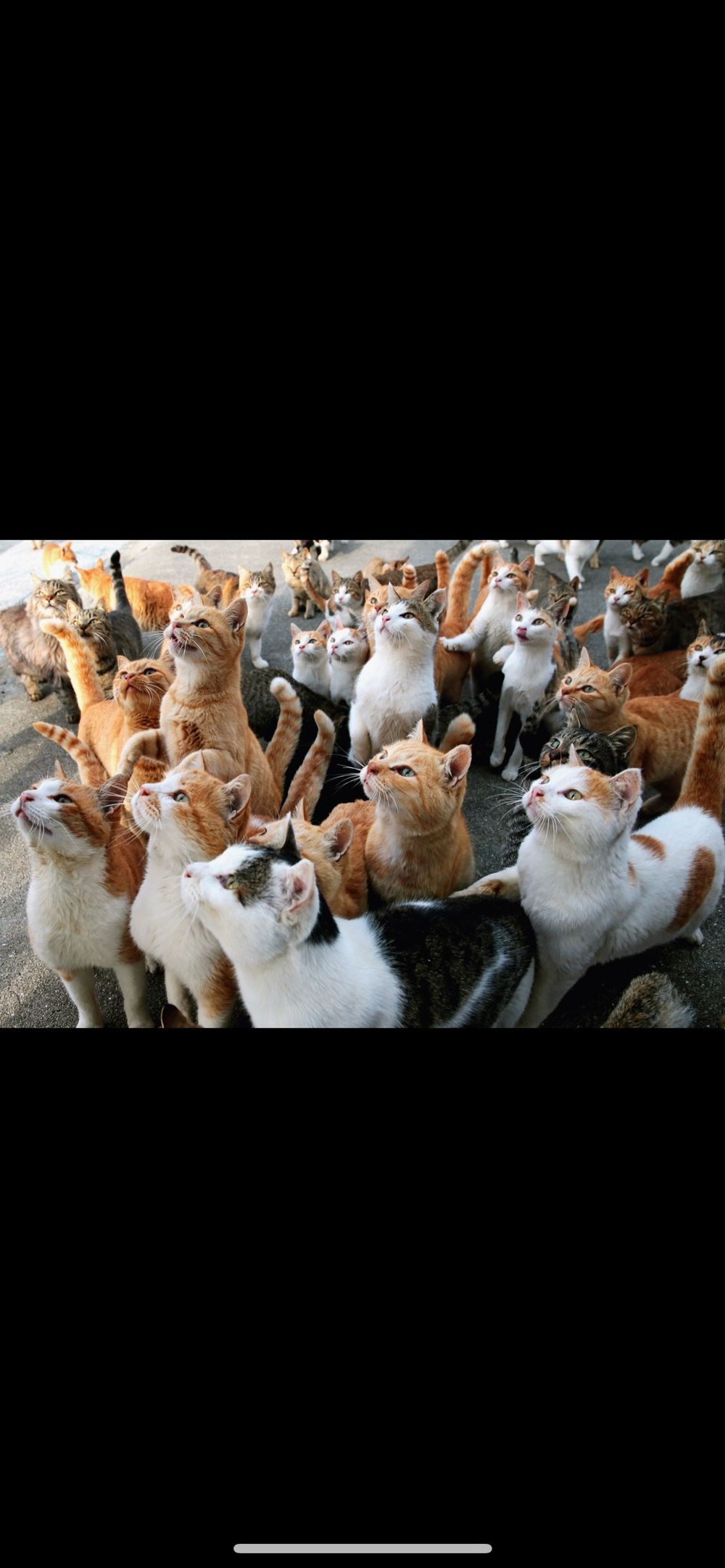 catcity666 OnlyFans profile picture