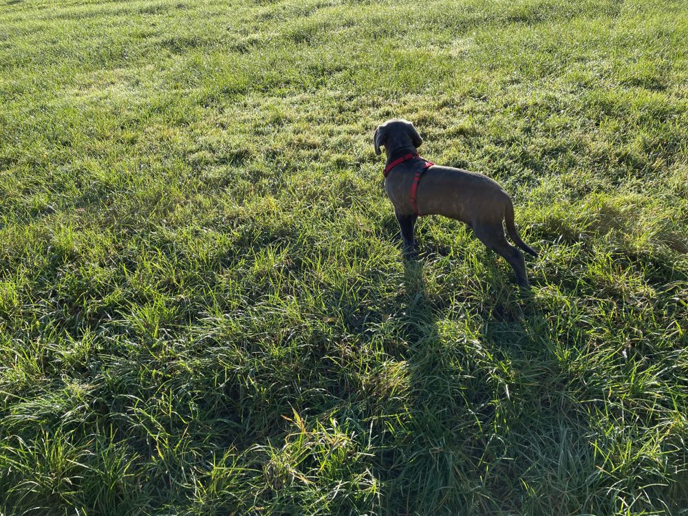 uwethecanecorso OnlyFans profile picture