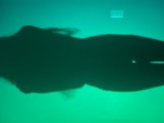 la.ashleyy OnlyFans profile picture