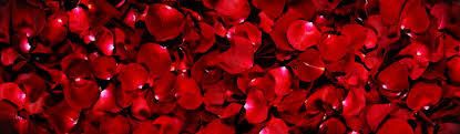 rosebloome517 OnlyFans profile picture