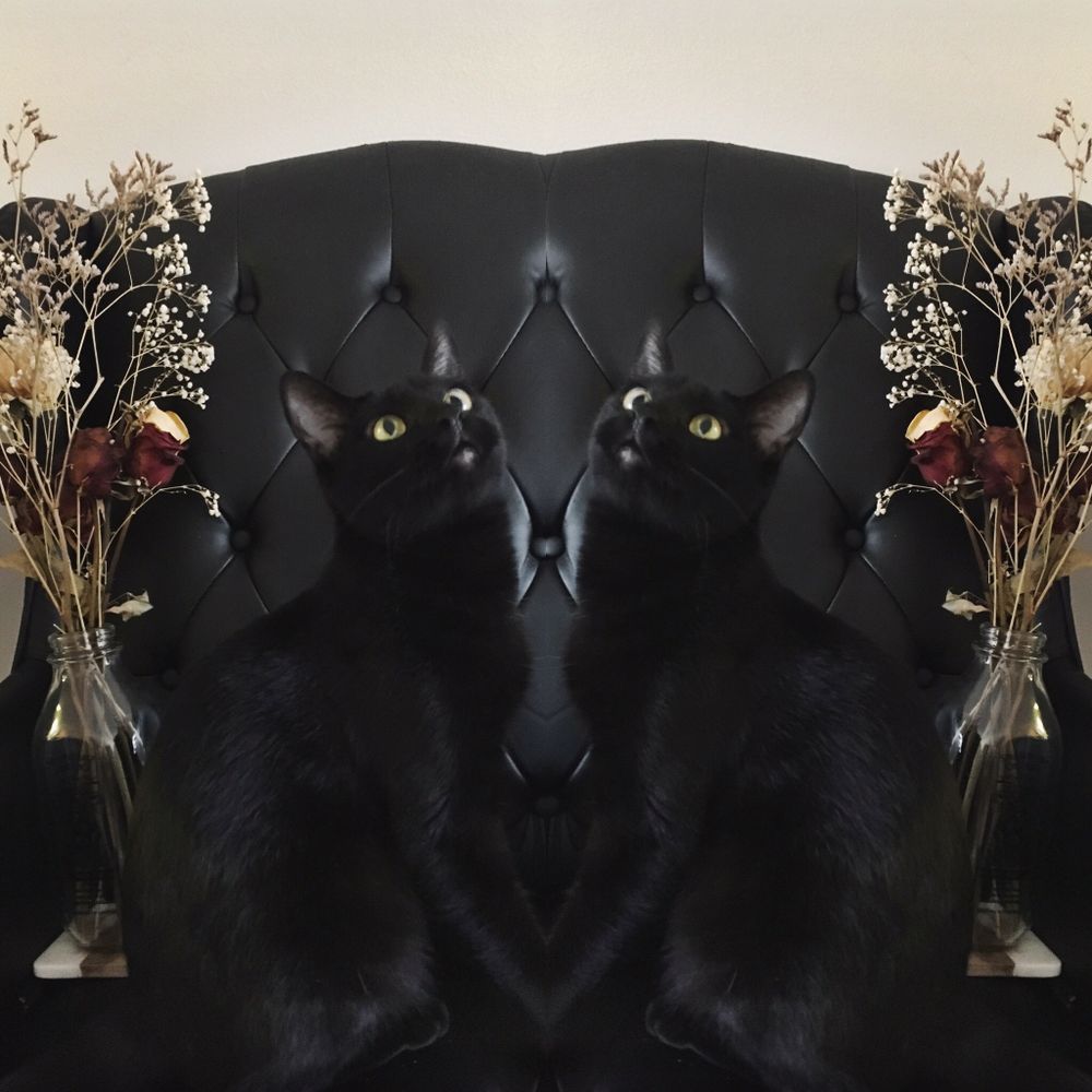 babymordice OnlyFans profile picture