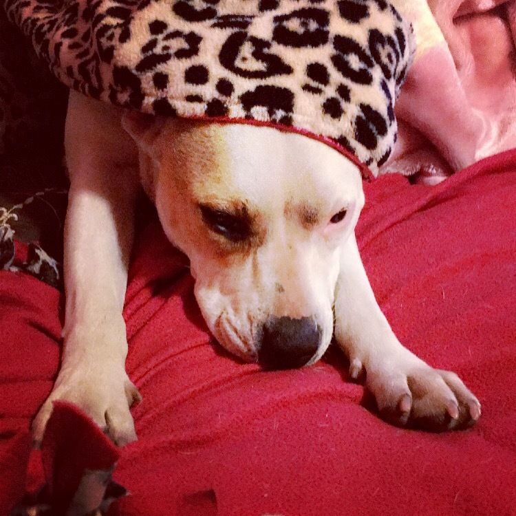 snowpop OnlyFans profile picture