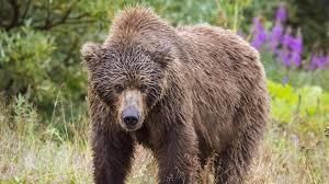 yungbear1 OnlyFans profile picture