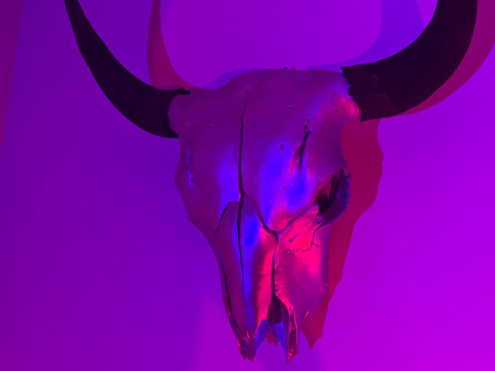 wytransgal OnlyFans profile picture