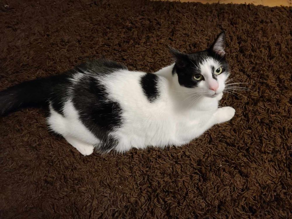 justcatfeet OnlyFans profile picture
