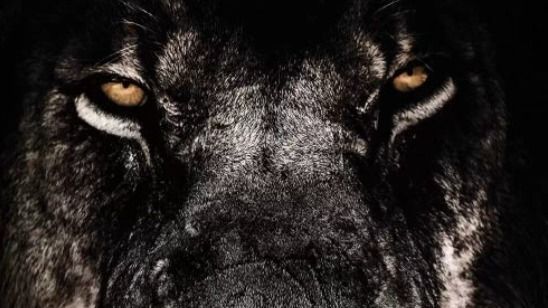 dark.lion77 OnlyFans profile picture