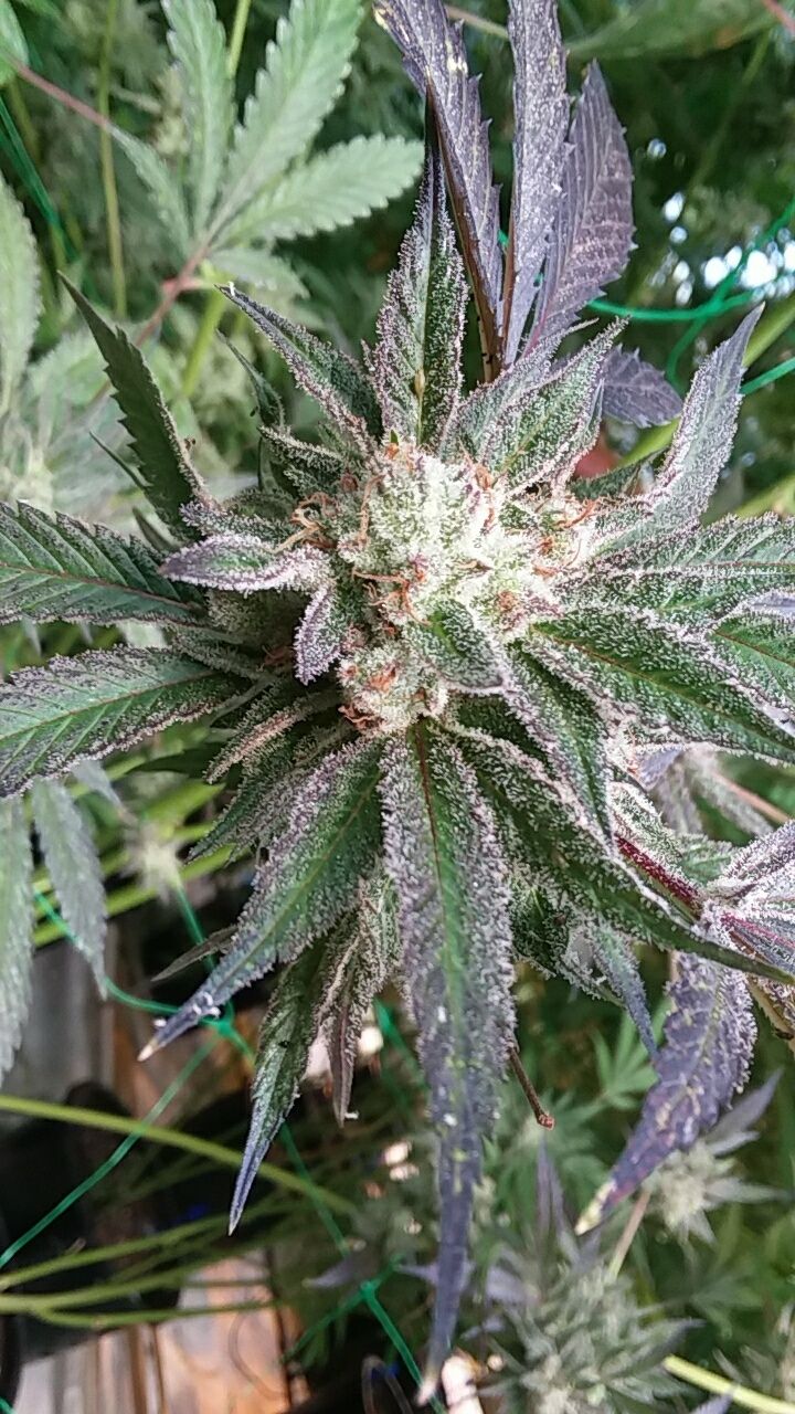 dilfdaddy420 OnlyFans profile picture