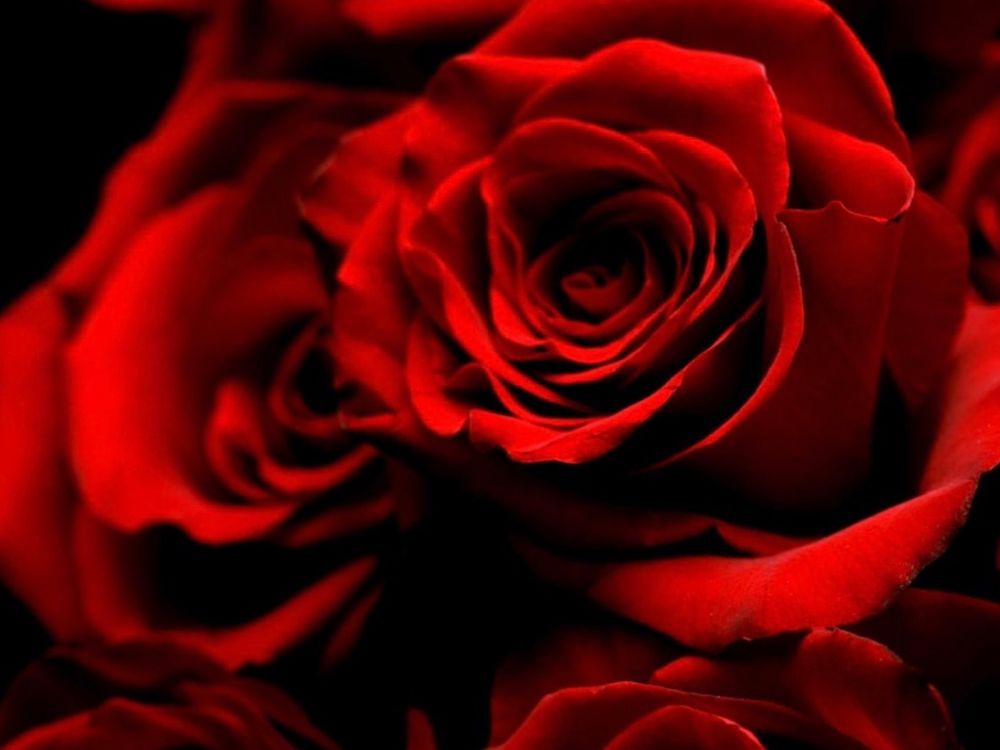 sarah21roses OnlyFans profile picture