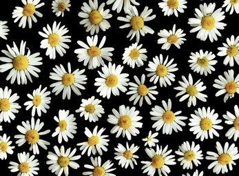 daisymakesmegocrazy OnlyFans profile picture