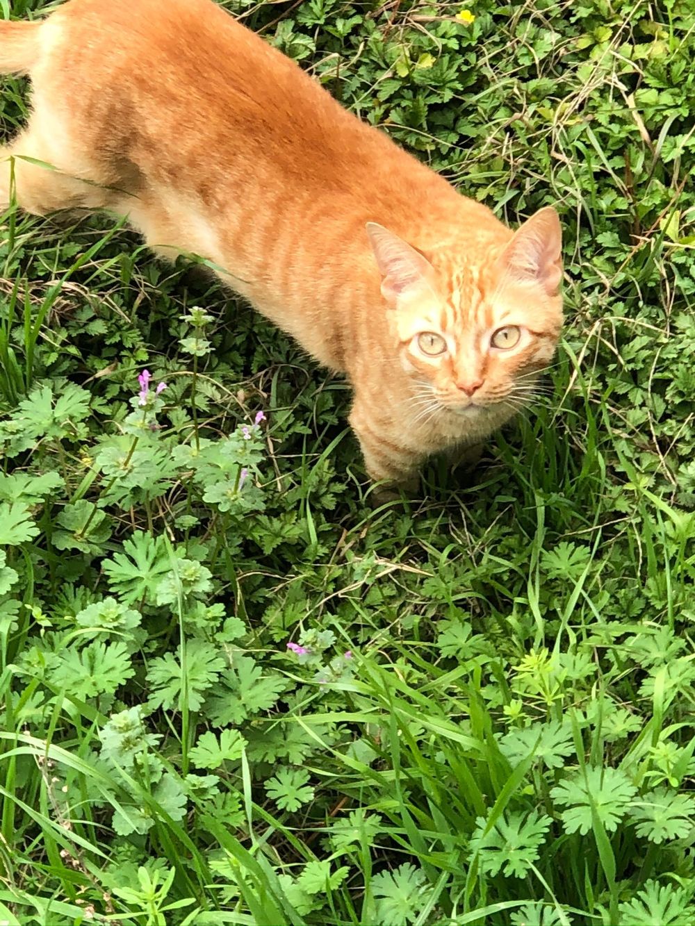 thewittykitty OnlyFans profile picture