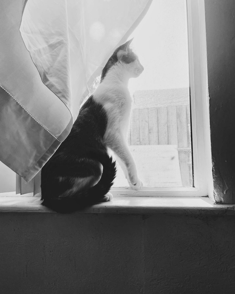 coconut.the.fat.cat OnlyFans profile picture