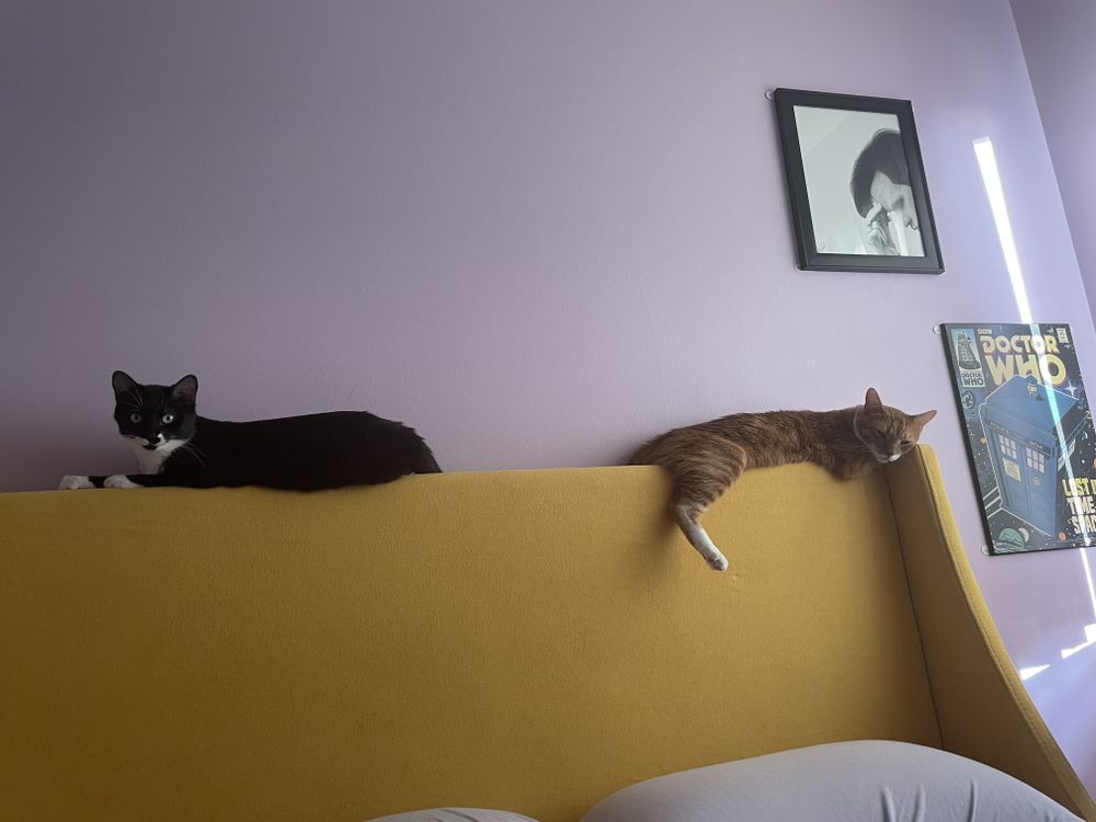 eclectichousecats OnlyFans profile picture