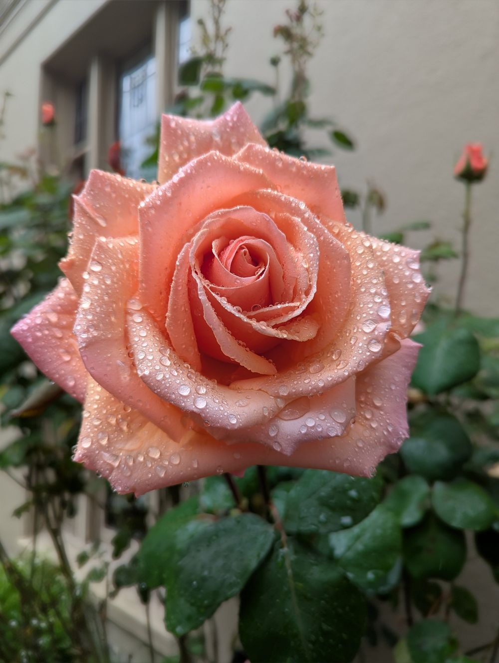 rflowers OnlyFans profile picture