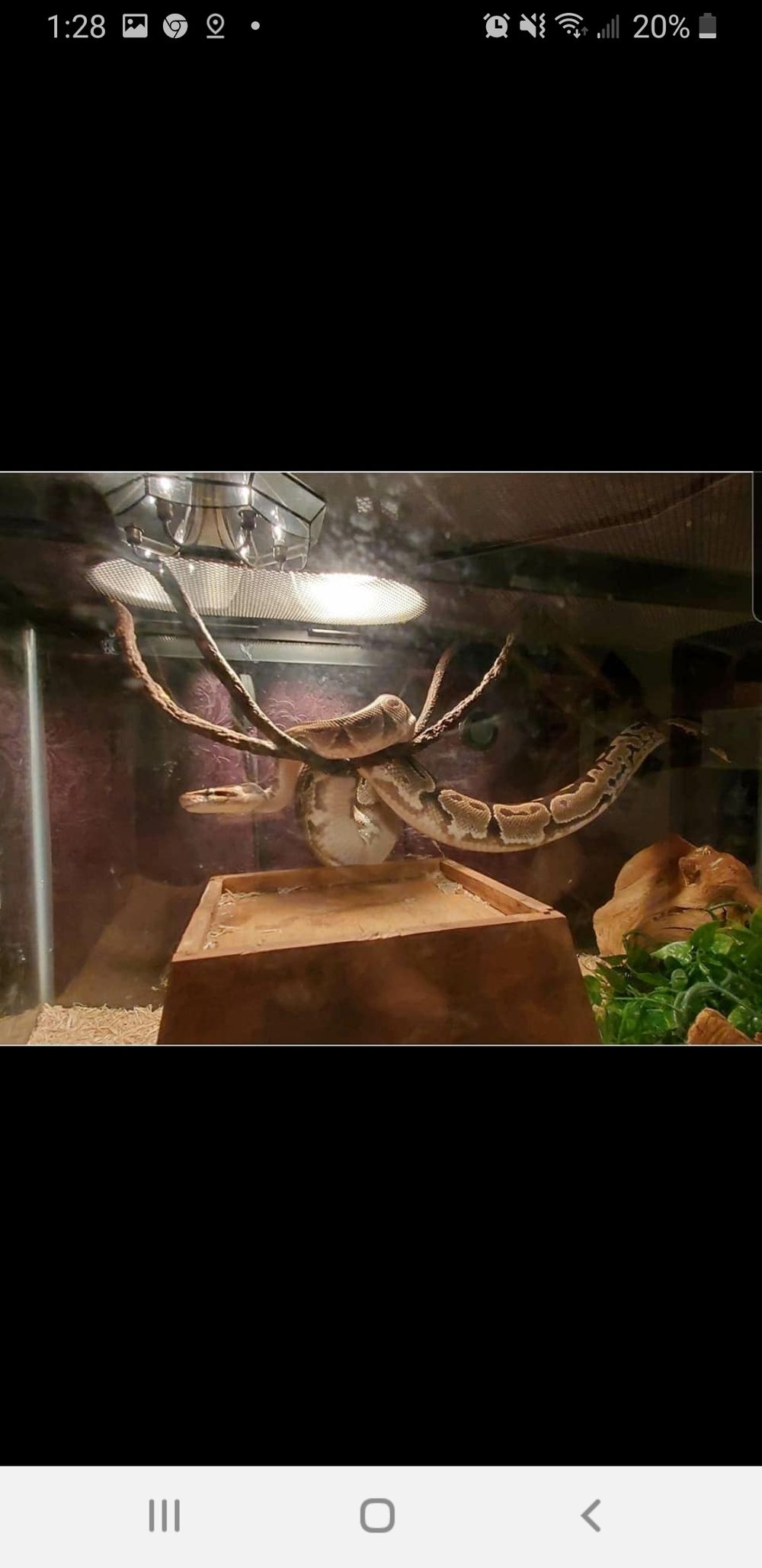 medusa1718 OnlyFans profile picture