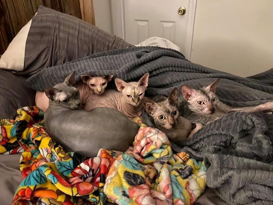 catsandstuff6868 OnlyFans profile picture