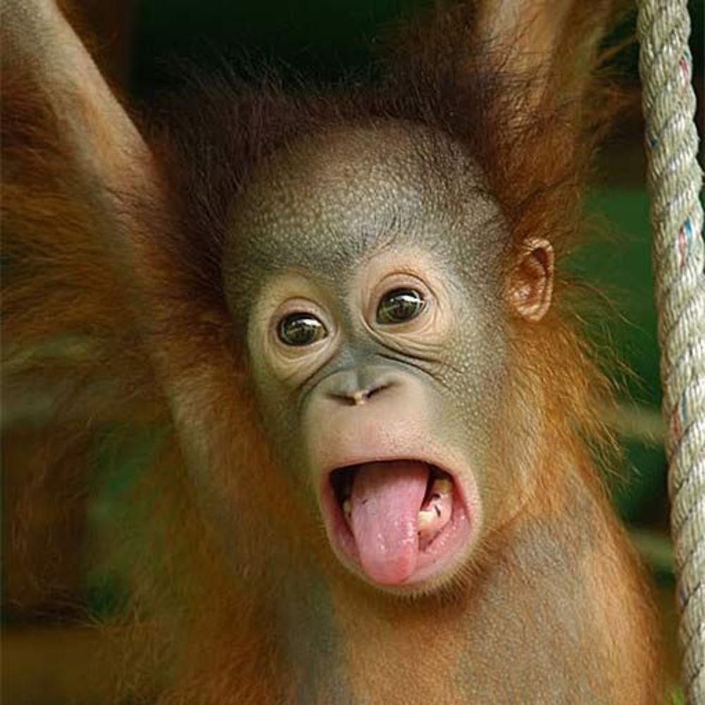 freak_monkei OnlyFans profile picture