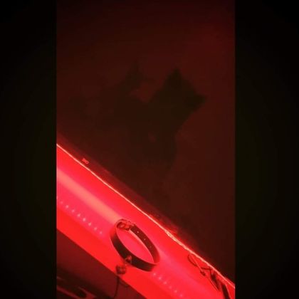 kittengfxo OnlyFans picture