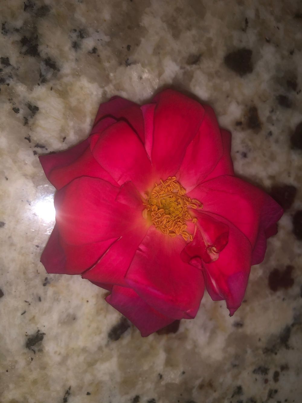 nishamaeee OnlyFans profile picture