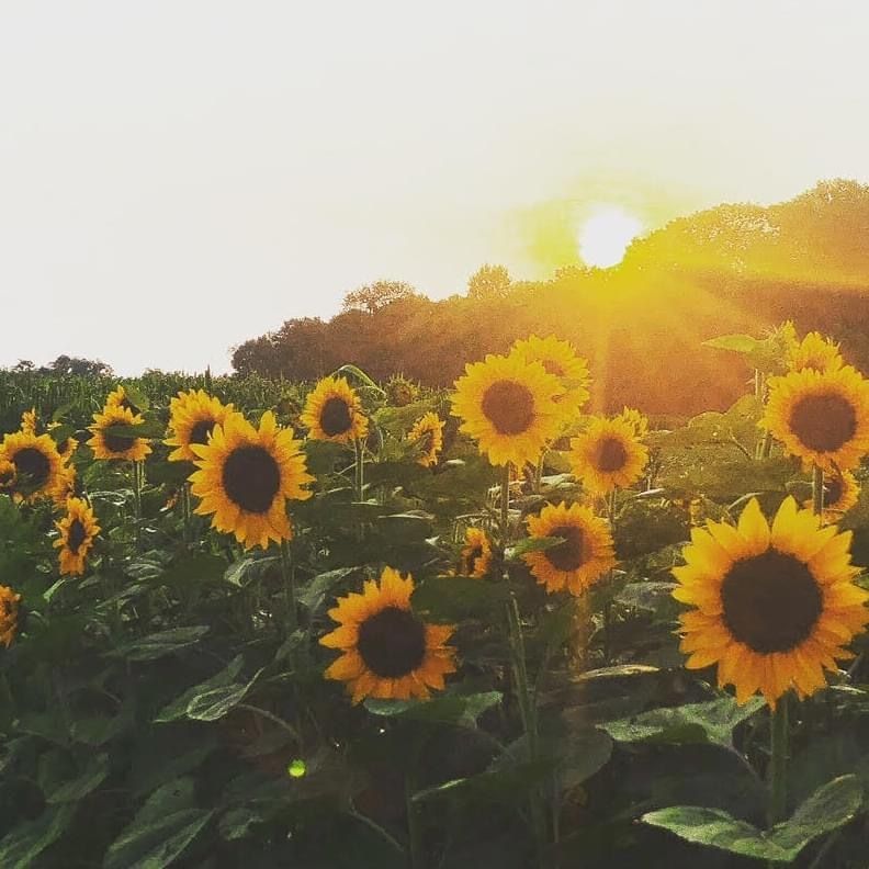 laceandsunflowers OnlyFans profile picture