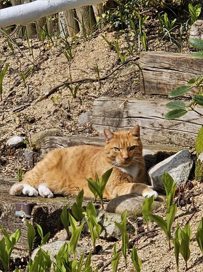 germangingercat OnlyFans picture