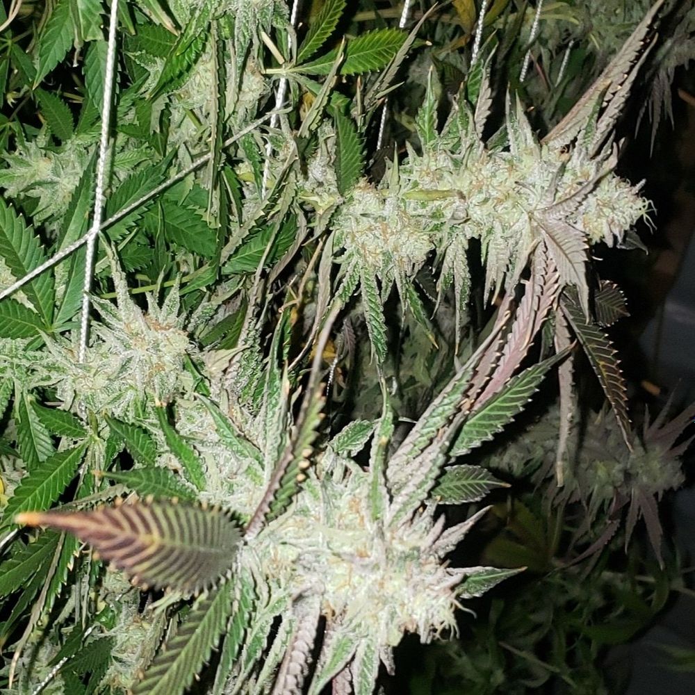detroitdiesel710 OnlyFans profile picture